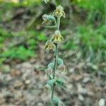 Epipactis microphylla 花