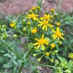 Senecio ampullaceus Кветка