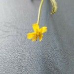 Rhagadiolus stellatus Flower