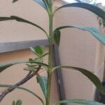 Nerium oleander Coajă