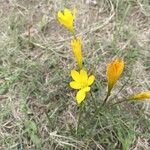 Zephyranthes citrina Lorea