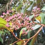 Miconia xalapensis Bloem