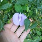 Clitoria mariana Žiedas