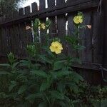 Oenothera biennisFlower