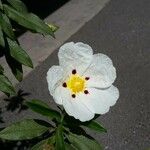 Cistus ladanifer Цветок