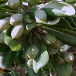 Pittosporum tobira Frucht