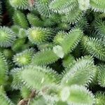 Delosperma echinatum Leaf