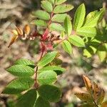 Rosa woodsii Blad