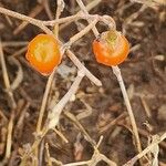 Solanum lanzae फल