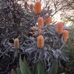 Banksia ashbyi Flor