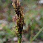 Carex uncinioides 花