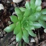 Sempervivum globiferum Leaf