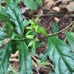 Coffea mannii List