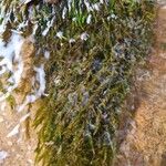 Lycopodium alpinum Blad