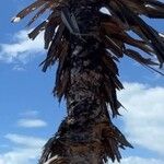 Pandanus spiralis Corteza