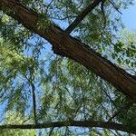Salix nigra 葉
