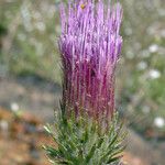 Cirsium andersonii Flor