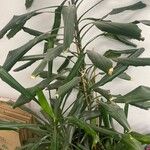 Dracaena fragrans List