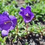 Campanula alpestrisЦветок