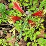 Alstroemeria psittacina Цветок