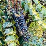 Berberis japonica Fruit