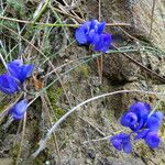 Polygala microphylla Corteccia