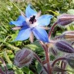 Borago officinalis Květ