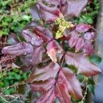 Berberis repens Levél