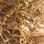 Rumex pulcher Fruit