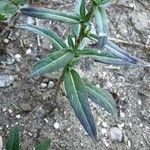 Erysimum cheiranthoides Листок