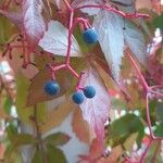 Parthenocissus quinquefolia फल