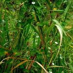 Ipomoea obscura Floare