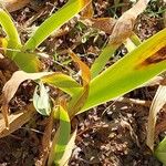 Iris florentina Leaf