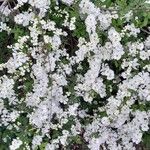 Exochorda × macrantha Habit