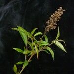 Pseudocaryopteris bicolor Hábito