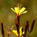 Lactuca muralis Fula