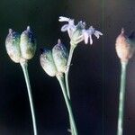 Nigella nigellastrum Fleur