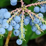 Berberis aquifolium Fruit