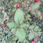 Cotoneaster zabelii ഇല