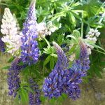 Lupinus polyphyllus Autre