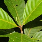 Elaeagia glossostipula Leaf