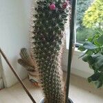 Mammillaria backebergiana Лист