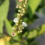 Varronia curassavica Flower