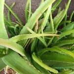 Aloe officinalis Virág