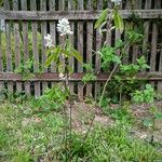 Amelanchier alnifolia অভ্যাস