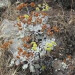 Eriogonum crocatum Costuma