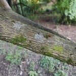 Acrisione denticulata Corteza