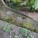 Acrisione denticulata Bark