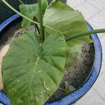 Alocasia odora Liść