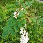 Robinia pseudoacacia Habitus